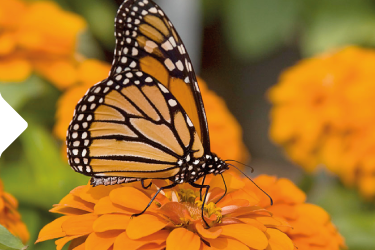BUTTERFLY GARDEN