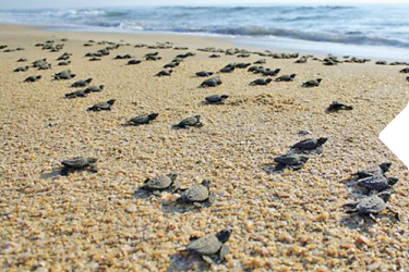 TURTLE RELEASE