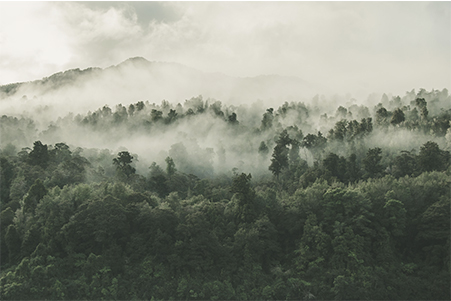 COMITÉ DE MEDIO AMBIENTE